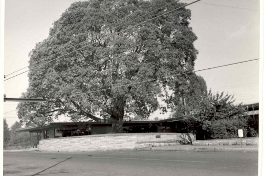 The madrona tree outside of Carl Pefley's Crabapple restaurant.